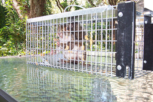 Squirrel in trap setting on glass patio table